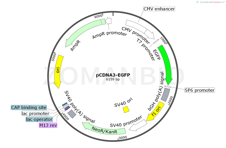 ZK429pCDNA3-EGFP.png