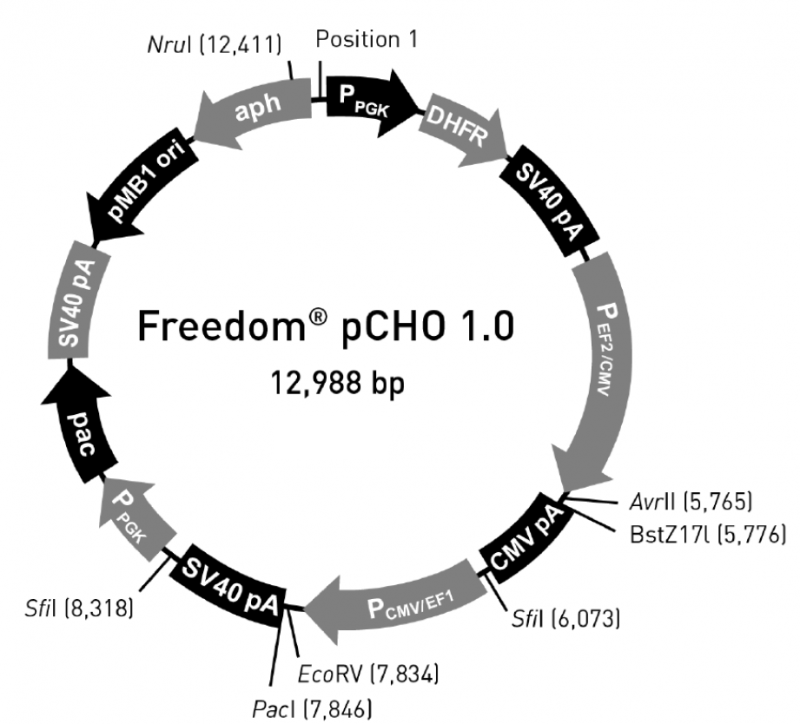 ZK700pCHO1.0.png