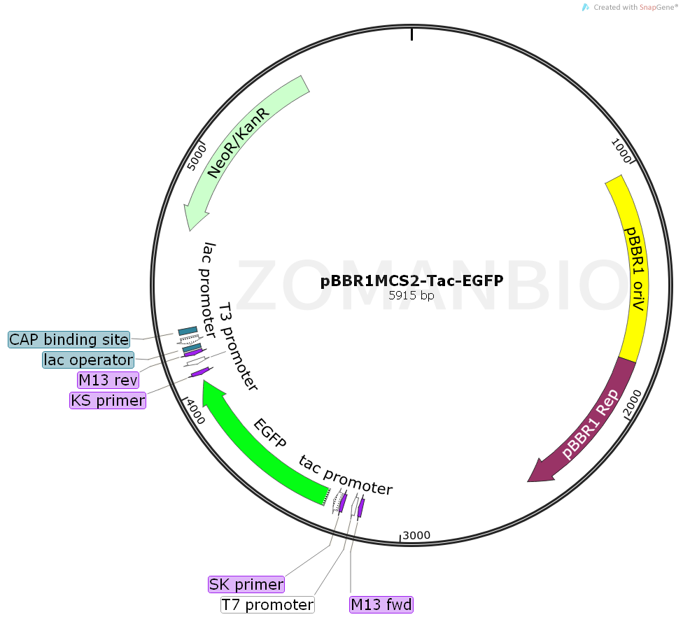 ZK734pBBR1MCS2-Tac-EGFP.png