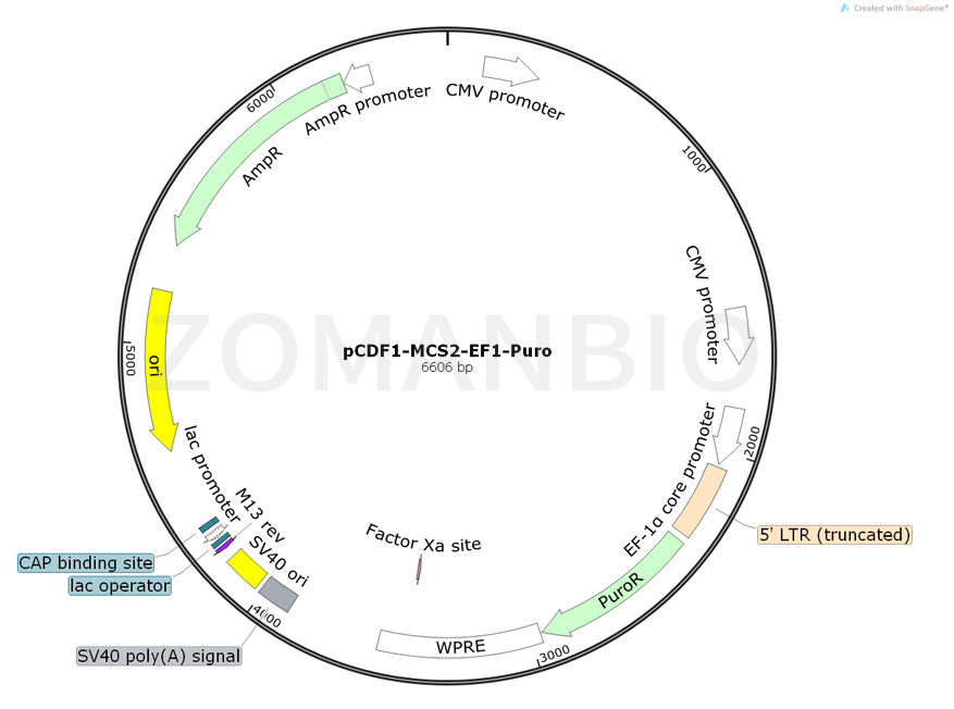 ZK786pCDF1-MCS2-EF1-Puro.png