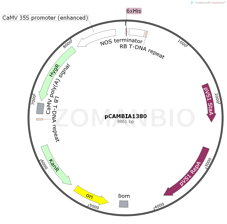 ZK863pCAMBIA1380.png