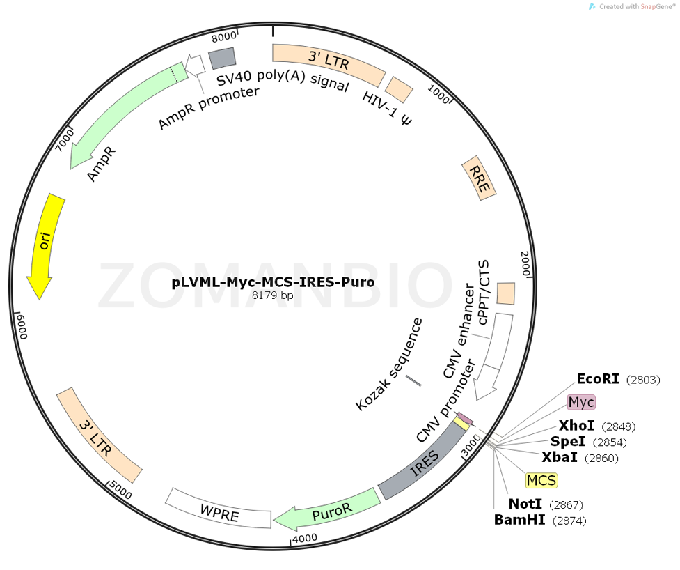 ZK2052 pLVML-Myc-MCS-IRES-Puro.png