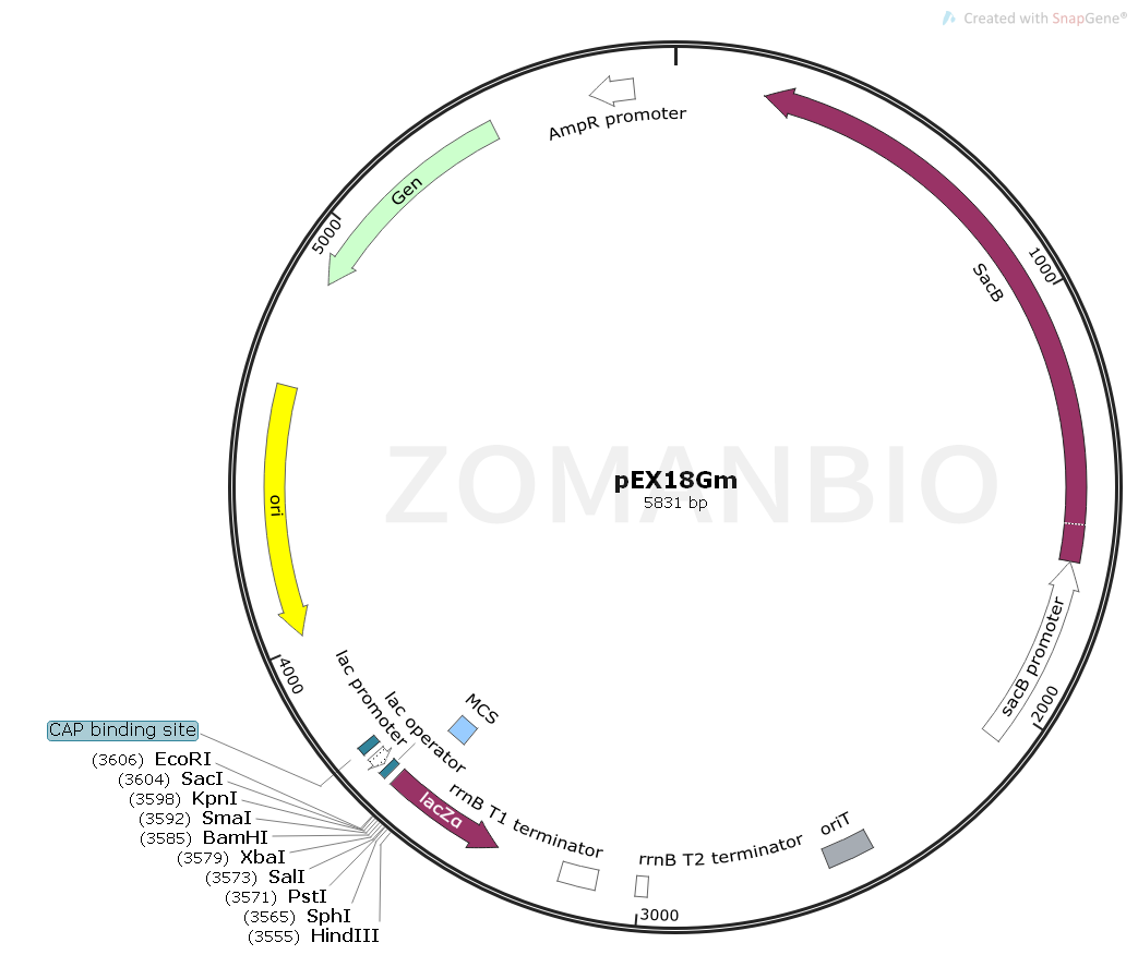 ZK1651 pEX18GM.png