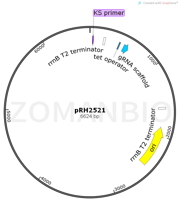 ZK1681 pRH2521.png