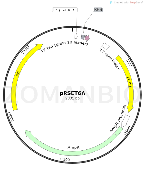 ZK1736 pRSET6A.png