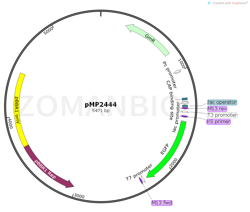 ZK1737 pMP2444.png