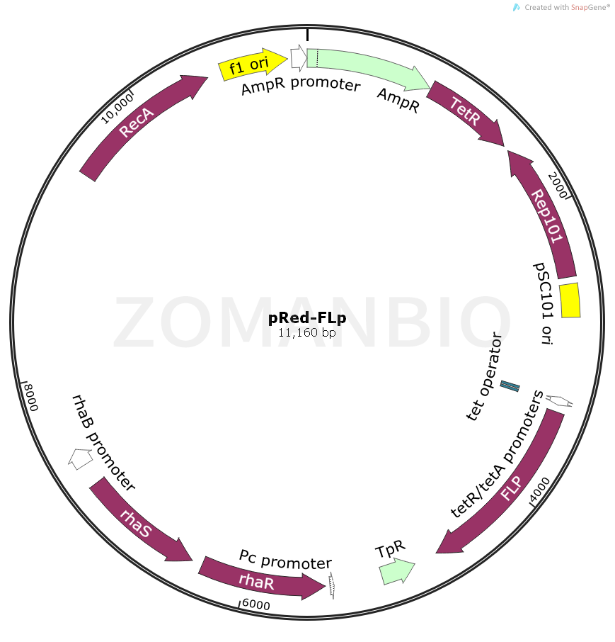 ZK2370pRed-FLp.png