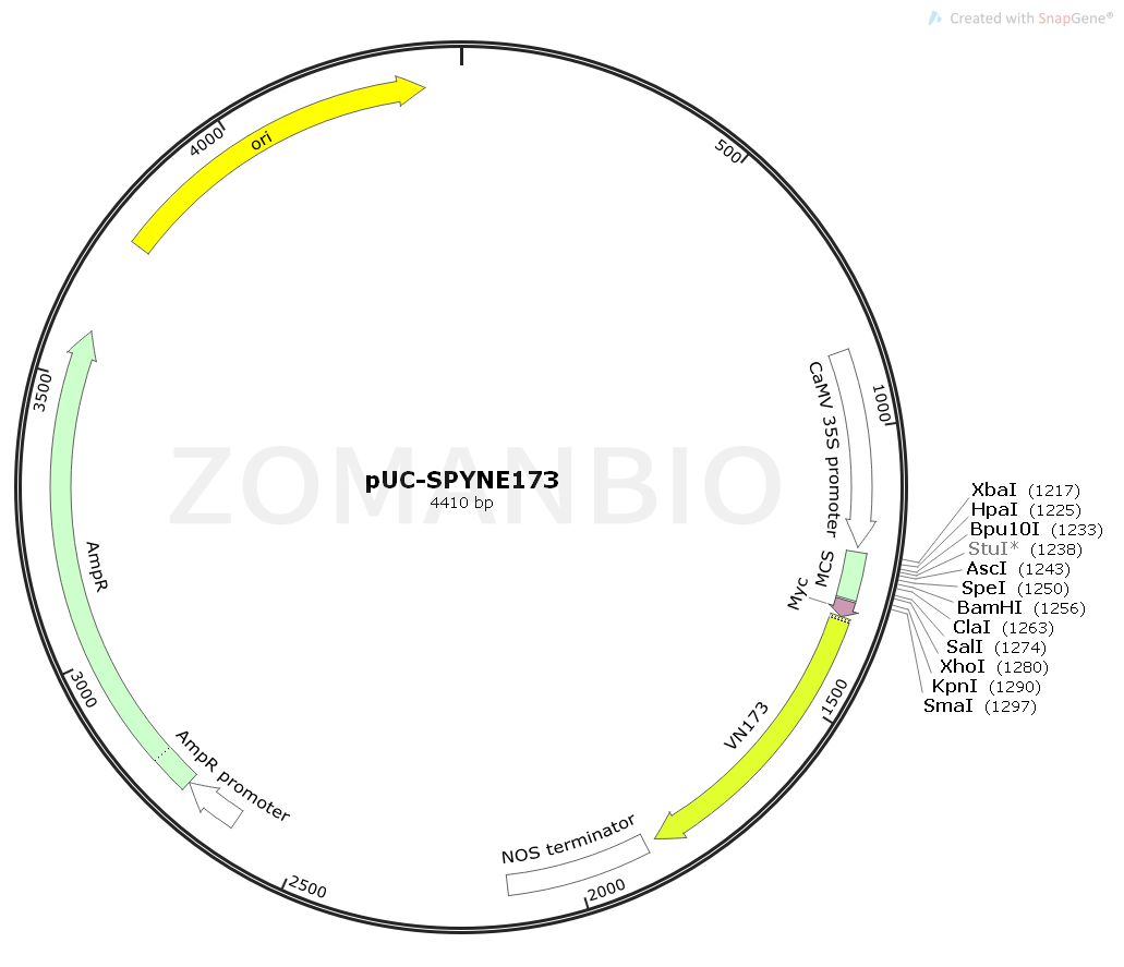 ZK1847 pUC-SPYNE173.png