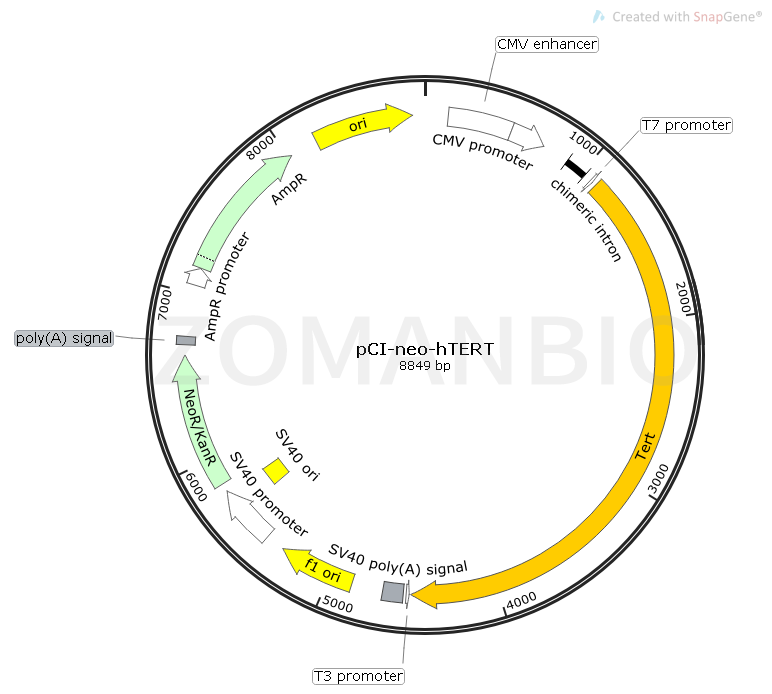pCI-neo-hTERT Map.png