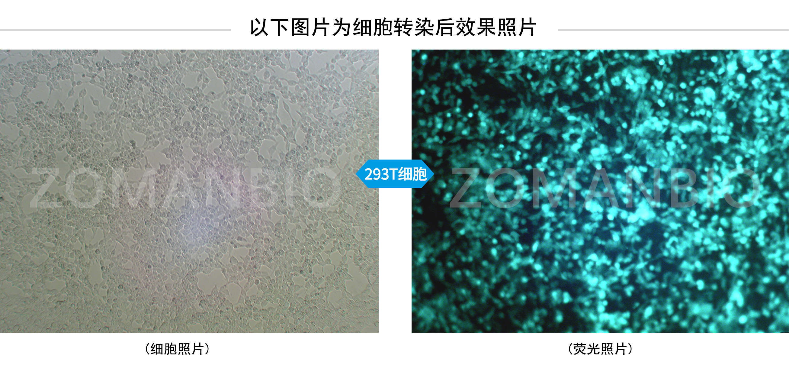 ZC307細胞使用圖.jpg