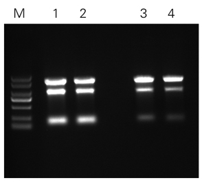 ZP431-細菌DH5a.jpg