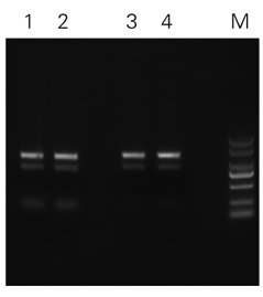 ZP431-細菌Stbl3.jpg